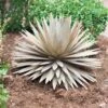 Desert Steel Yucca Plant Sculpture -Cheap A Fresh Yard Store 8610744 03v desert steel yucca plant