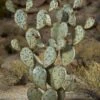 Desert Steel Prickly Pear Cactus Sculpture, Grande 2 Desert Steel Prickly Pear Cactus Sculpture, Grande -Cheap A Fresh Yard Store 8610769 02v desert steel prickly pear cactus grande