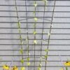 Flock Of Friends Wall Trellis -Cheap A Fresh Yard Store 8612636 0029 flock of friends wall trellis