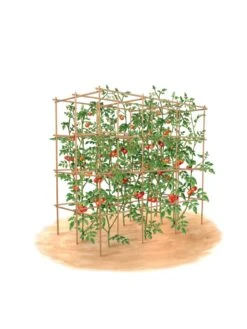 Tomato Six Pack Support 17 Tomato Six Pack Support -Cheap A Fresh Yard Store 8613143 art flat