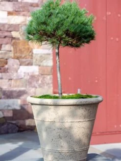 Self-Watering LavaStone® Anson Pot -Cheap A Fresh Yard Store 8613256 0135