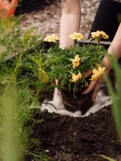 Hortiwool ®, 5 Pad Pack -Cheap A Fresh Yard Store 8613263 12v