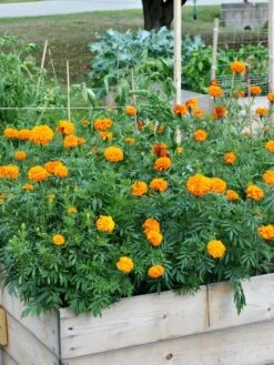 SeedSheets Organic Vegetable Garden, Easy Breezy Caprese, 4' X 8' 9 SeedSheets Organic Vegetable Garden, Easy Breezy Caprese, 4' X 8' -Cheap A Fresh Yard Store 8613295 04V