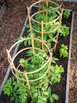 Bamboo Tomato Cages, Set Of 3 -Cheap A Fresh Yard Store 8613426 6916
