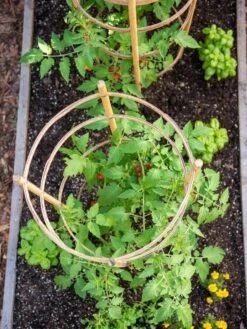 Bamboo Tomato Cages, Set Of 3 -Cheap A Fresh Yard Store 8613426 6921