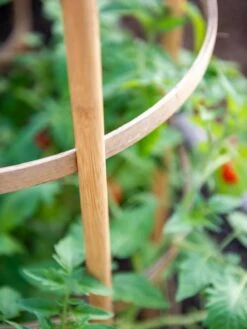 Bamboo Tomato Cages, Set Of 3 -Cheap A Fresh Yard Store 8613426 6924