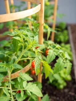 Bamboo Tomato Cages, Set Of 3 -Cheap A Fresh Yard Store 8613426 6934