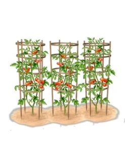 Bamboo Tomato Cages, Set Of 3 -Cheap A Fresh Yard Store 8613426 art