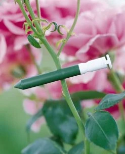 Garlic Clips, Set Of 25 5 Garlic Clips, Set Of 25 -Cheap A Fresh Yard Store GS31226 01