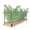 Raspberry Bed -Cheap A Fresh Yard Store GS39389 01S 1